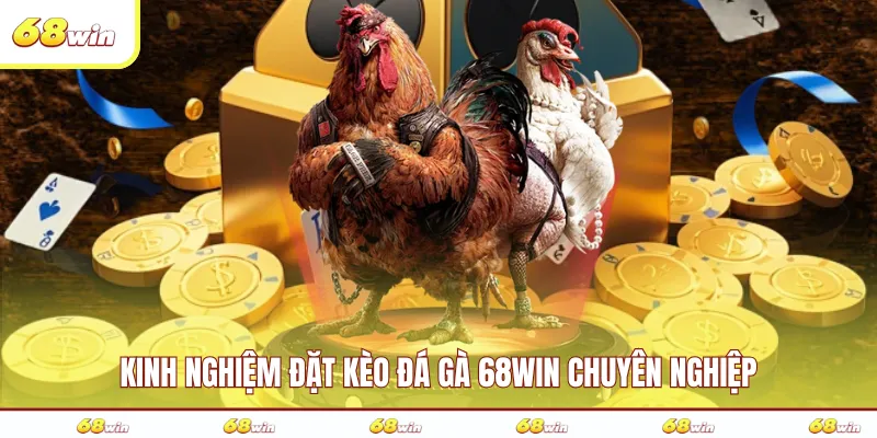Kinh nghiệm đặt kèo đá gà 68WIN chuyên nghiệp